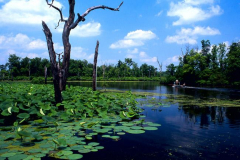 Felsenthal NWR